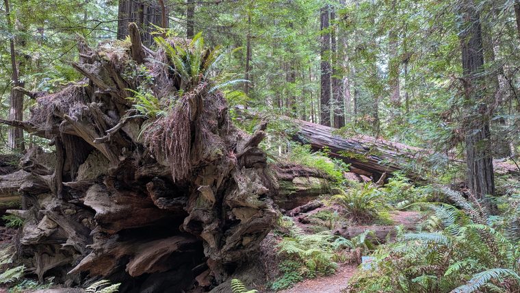Driving the Redwoods and the California Coast
