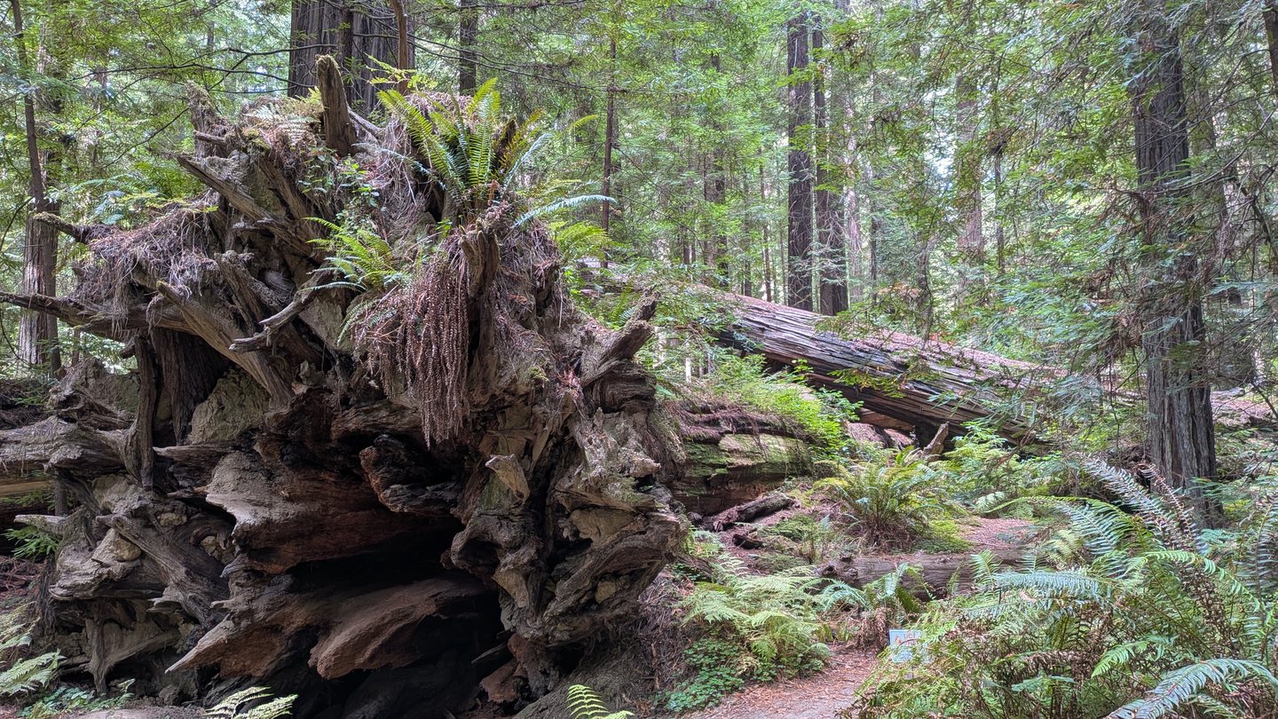 The huge upturned roots of a fallen redwood among ferns on a forest trail