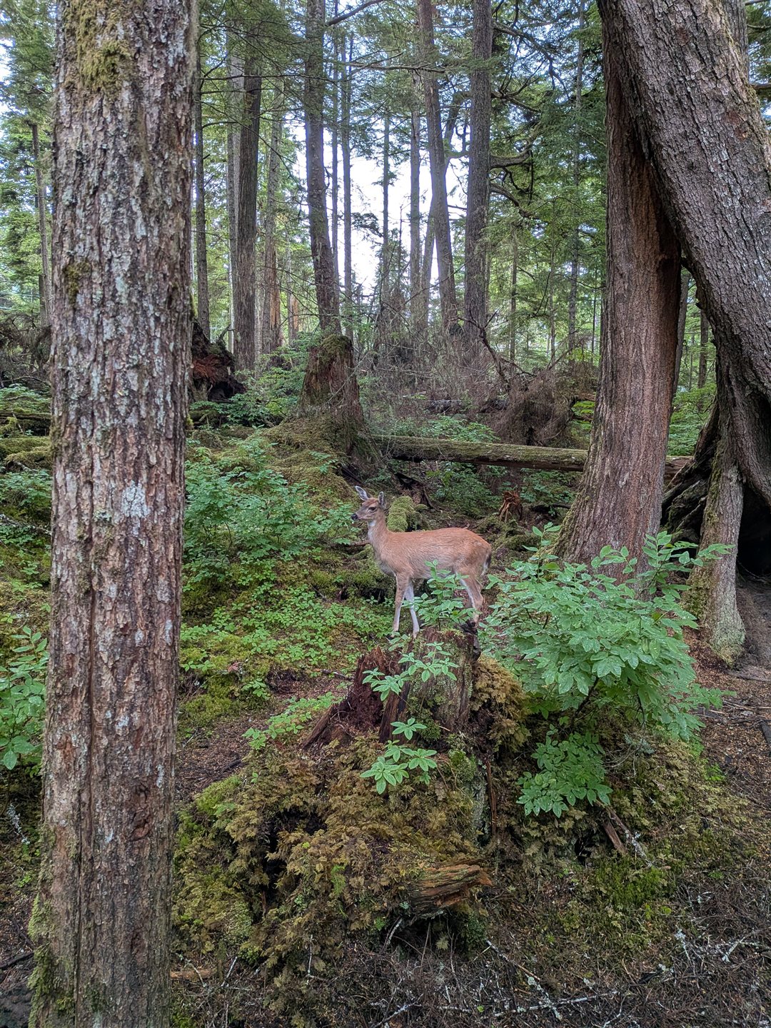 Winding through the woods near Icy Strait Point