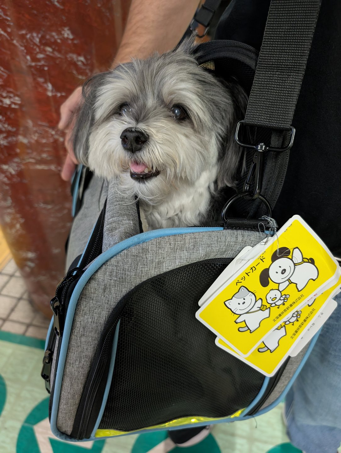 Liam, a small grey and white dog, looking out of his carrier with the yellow hand luggage pet card attached to the bag
