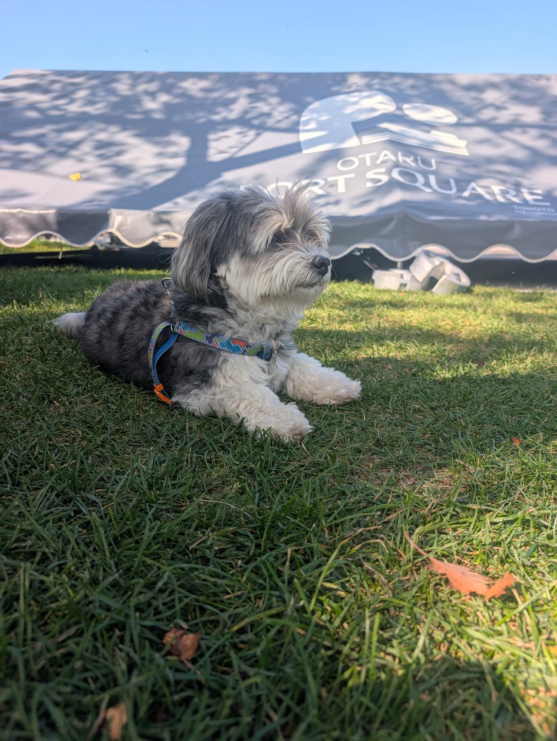 Liam resting on the grass in the park at Otaru Port Square