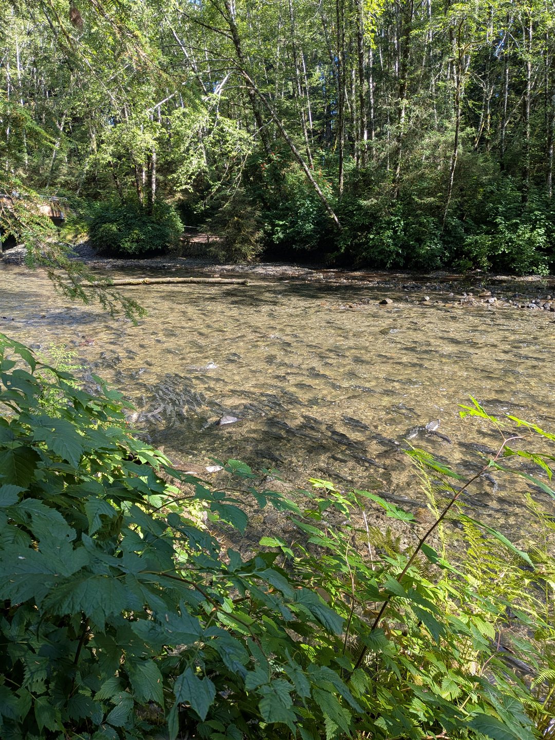 Salmon running in a small river along the nature trail