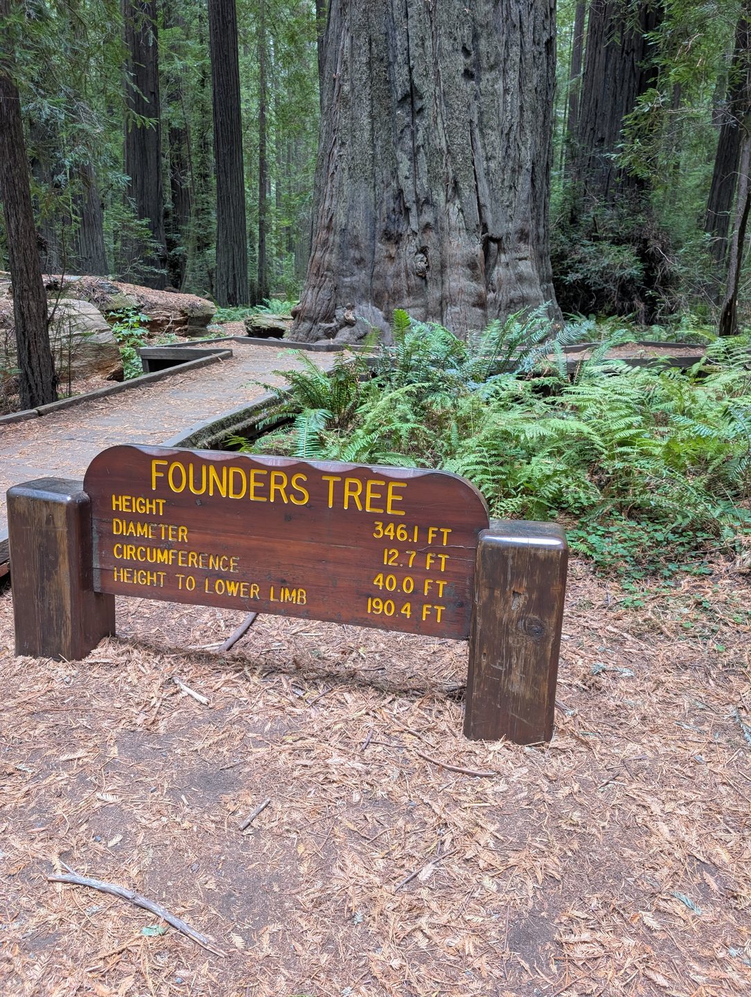 A wooden sign for the Founders Tree among redwoods in Founders Grove