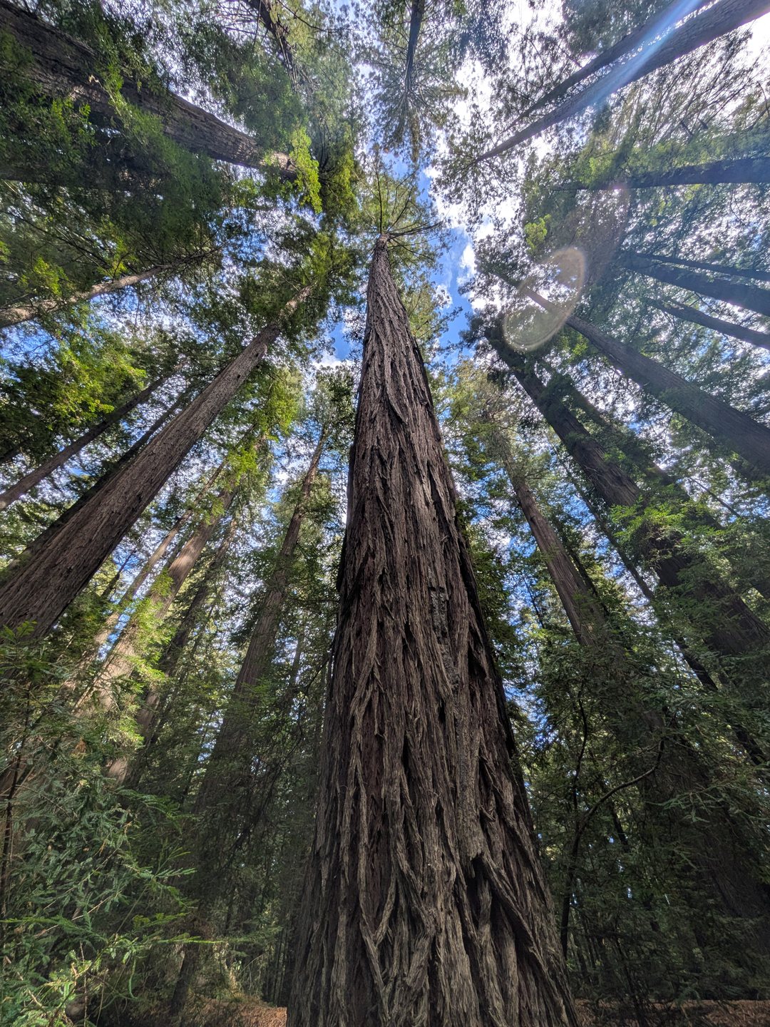 Looking straight up the trunks of tall redwoods toward the sky